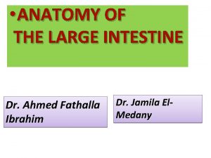 ANATOMY OF THE LARGE INTESTINE Dr Ahmed Fathalla