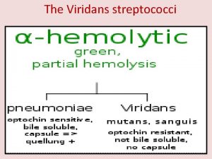 The Viridans streptococci Streptococcus pneumoniae pneumococcus Streptococcus pneumoniae