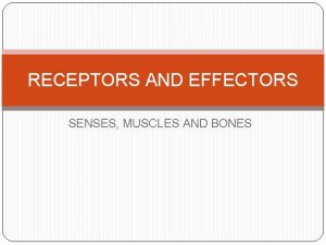 RECEPTORS AND EFFECTORS SENSES MUSCLES AND BONES SENSORY