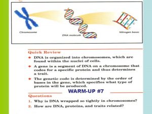 WARMUP 7 DNA Deoxyribonucleic Acid Genetic material of