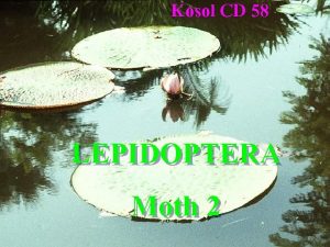 Kosol CD 58 LEPIDOPTERA Moth 2 Achaea janata