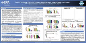 In vitro intestinal toxicity of copper nanoparticles in