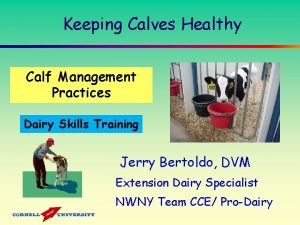 Keeping Calves Healthy Calf Management Practices Dairy Skills