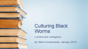 California black worms