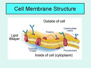 Cell Membrane Structure Phospholipid bilayer a double layer