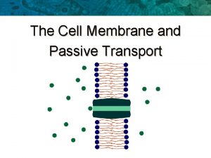 The Cell Membrane and Passive Transport The Cell