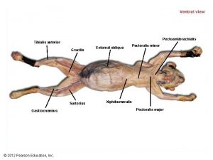 Clavodeltoid