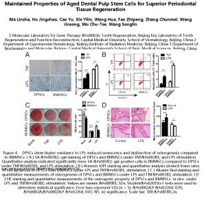 Maintained Properties of Aged Dental Pulp Stem Cells