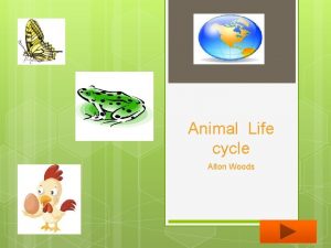 Chicken life cycle