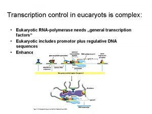 Transcription control in eucaryots is complex Eukaryotic RNApolymerase