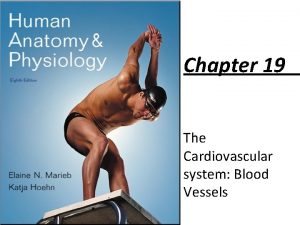 Chapter 19 The Cardiovascular system Blood Vessels Blood