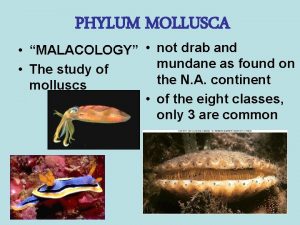 PHYLUM MOLLUSCA MALACOLOGY not drab and mundane as