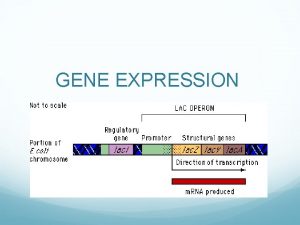 GENE EXPRESSION CONSTITUTIVE GENE PRODUCTS ARE NEEDED BY