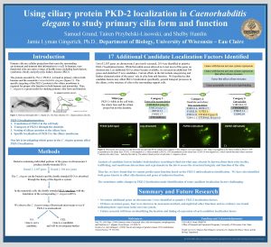 Using ciliary protein PKD2 localization in Caenorhabditis elegans