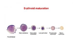 Erythroblast maturation