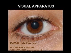 VISUAL APPARATUS EYEBALL bulbus oculi ACCESSORY VISUAL STRUCTURES