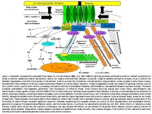 Figure 1 Schematic representation adapted from Ingber DE