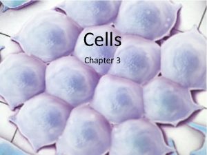 Cells Chapter 3 Cells Basic organizational structure of