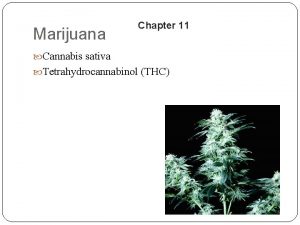 Marijuana Chapter 11 Cannabis sativa Tetrahydrocannabinol THC History