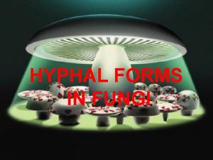 Hyphal forms of fungi