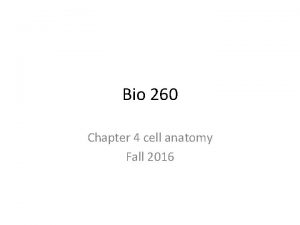 Bio 260 Chapter 4 cell anatomy Fall 2016