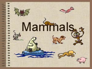 Mammals Classification Kingdom Animalia Phylum Chordata Subphylum Vertebrates