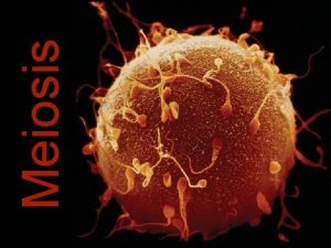 Diagram of meiosis