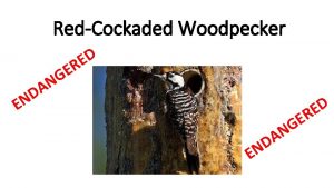 RedCockaded Woodpecker E E G N A D