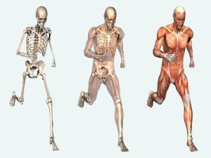 Muscle strength scale