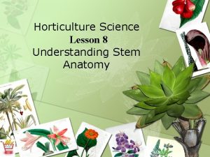 Horticulture Science Lesson 8 Understanding Stem Anatomy Monocots