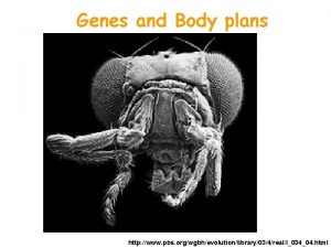 Genes and Body plans http www pbs orgwgbhevolutionlibrary034reall03404