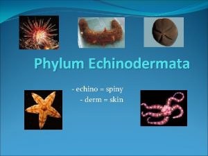 Phylum with spiny skin