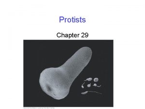 Protists Chapter 29 Protists are the most diverse