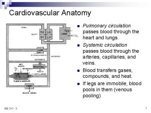Cardiovascular Anatomy n n ISE 311 3 Pulmonary