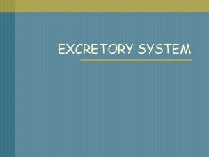 What does the excretory system do What does the excretory system do