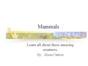 Mammals Learn all about these amazing creatures By