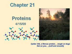 Chapter 21 Proteins 41509 Spider Silk a fibrous