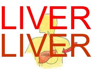 What is the primary function of the liver