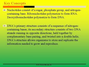 Key Concepts Nucleotides consist of a sugar phosphate