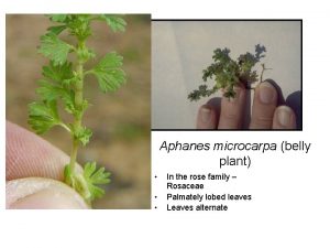 Aphanes microcarpa belly plant In the rose family