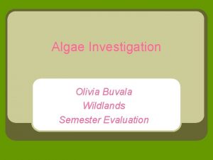 Algae Investigation Olivia Buvala Wildlands Semester Evaluation Contents