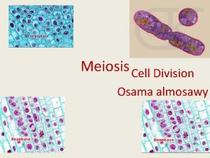 Meiosis Cell Division Osama almosawy What is Meiosis