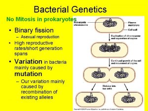 Bacterial Genetics No Mitosis in prokaryotes Binary fission