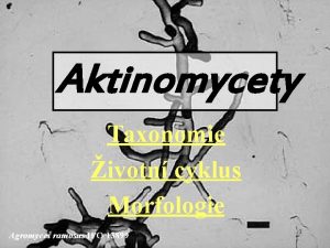 Aktinomycety Taxonomie ivotn cyklus Morfologie Agromyces ramosus IFO