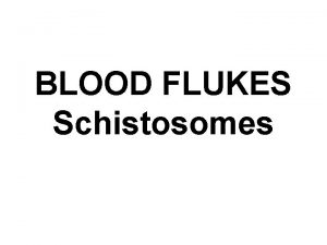BLOOD FLUKES Schistosomes Flat worms a basic classification