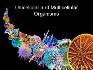 Unicellular and Multicellular Organisms Unicellular Organisms Unicellular organism