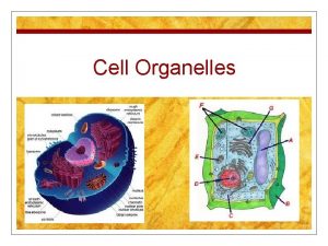 This organelle contains pigments of all colors except green
