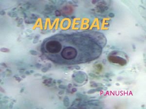 AMOEBAE P ANUSHA INTRODUCTION Structurally simple protozoa No