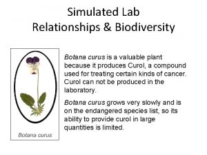 Botana curus plant