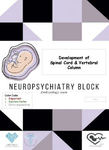 Development of Spinal Cord Vertebral Column Color Code